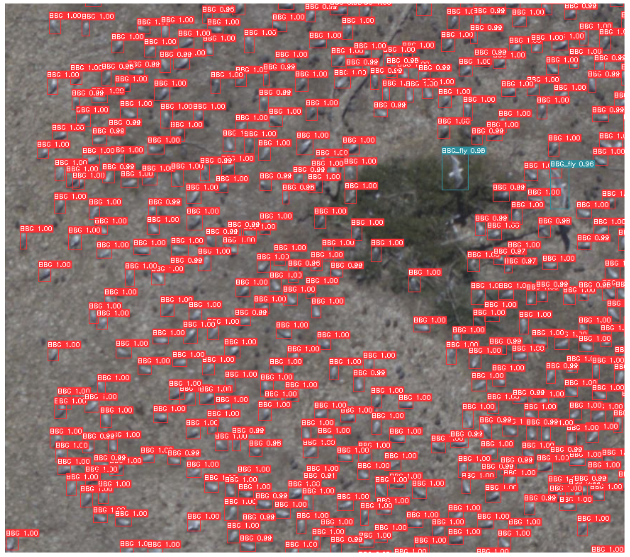Image shows a subset of a large aerial image of a Black-billed gull colony, with detections from the trained Faster RCNN model.