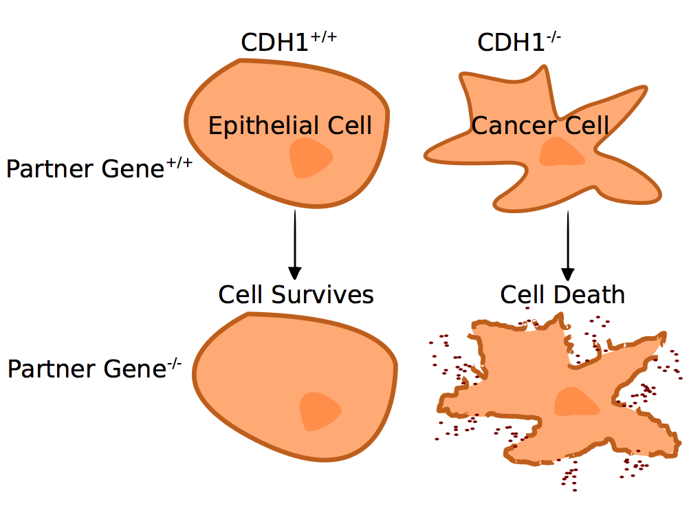 Synthetic lethality in cancer.