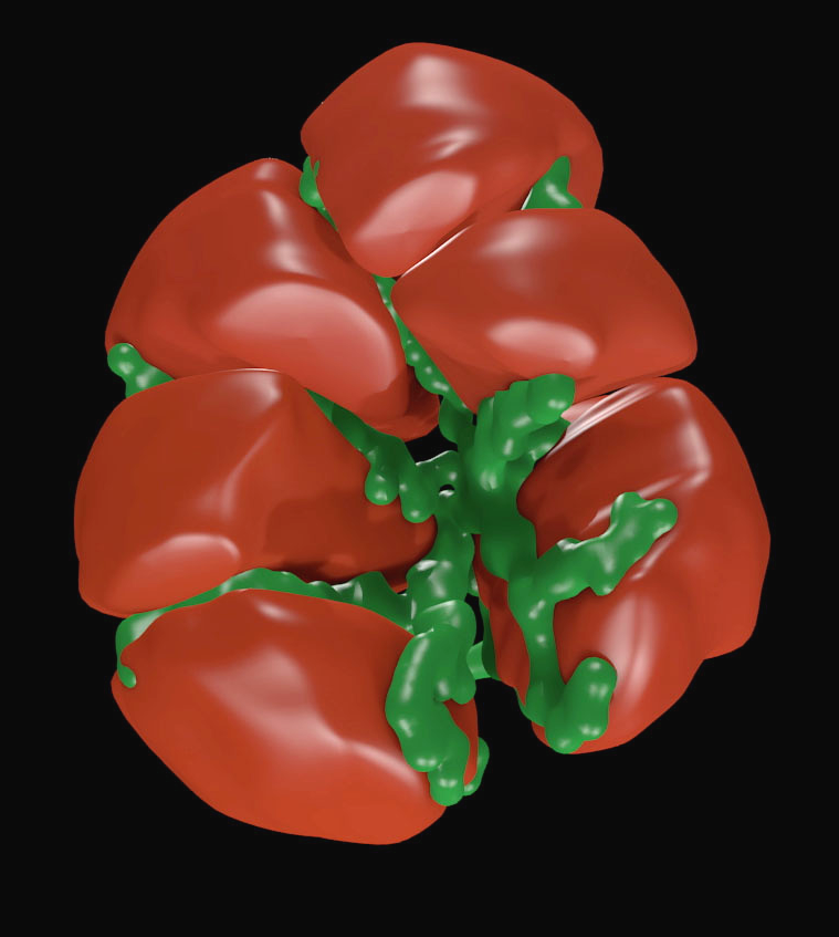 Full 3D mesh model of a cluster of cells