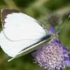 Pieris brassicae