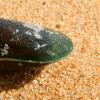 A close up view of a New Zealand green-lipped mussel.