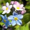 Picture of some New Zealand native forget-me-nots (Myosotis) in a field.