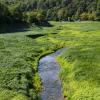 Photograph of a stream in a field