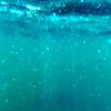 Underwater view of murky ocean, NeSI case study University of Auckland Heide Friedrich