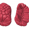 3D visualisation of a salivary gland